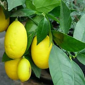 Estilo y hogar: Árboles frutales para el jardín.